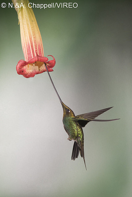 Sword-billed Hummingbird c44-5-043.jpg